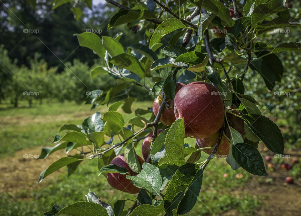 Crimson crisp apples on tree in orchard