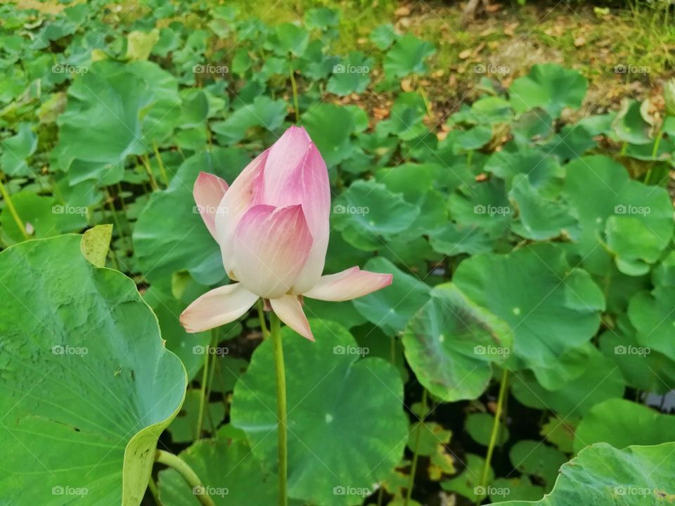Pink lotus in the natural pond.