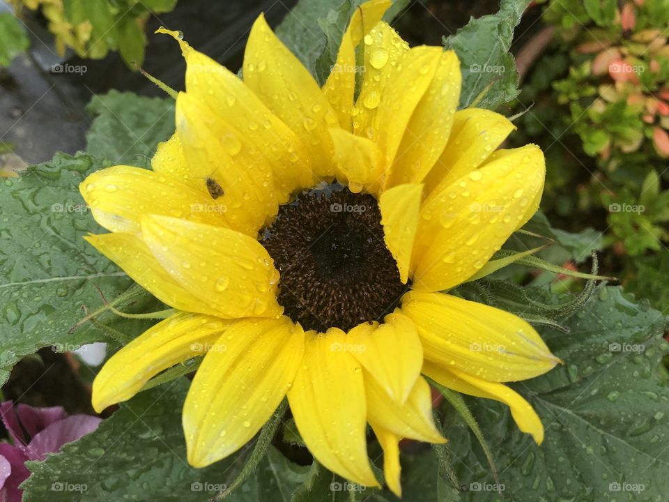 Sunflower complete with its own special visitor, a “moth. “ l didn’t know that moths fed off flowers?