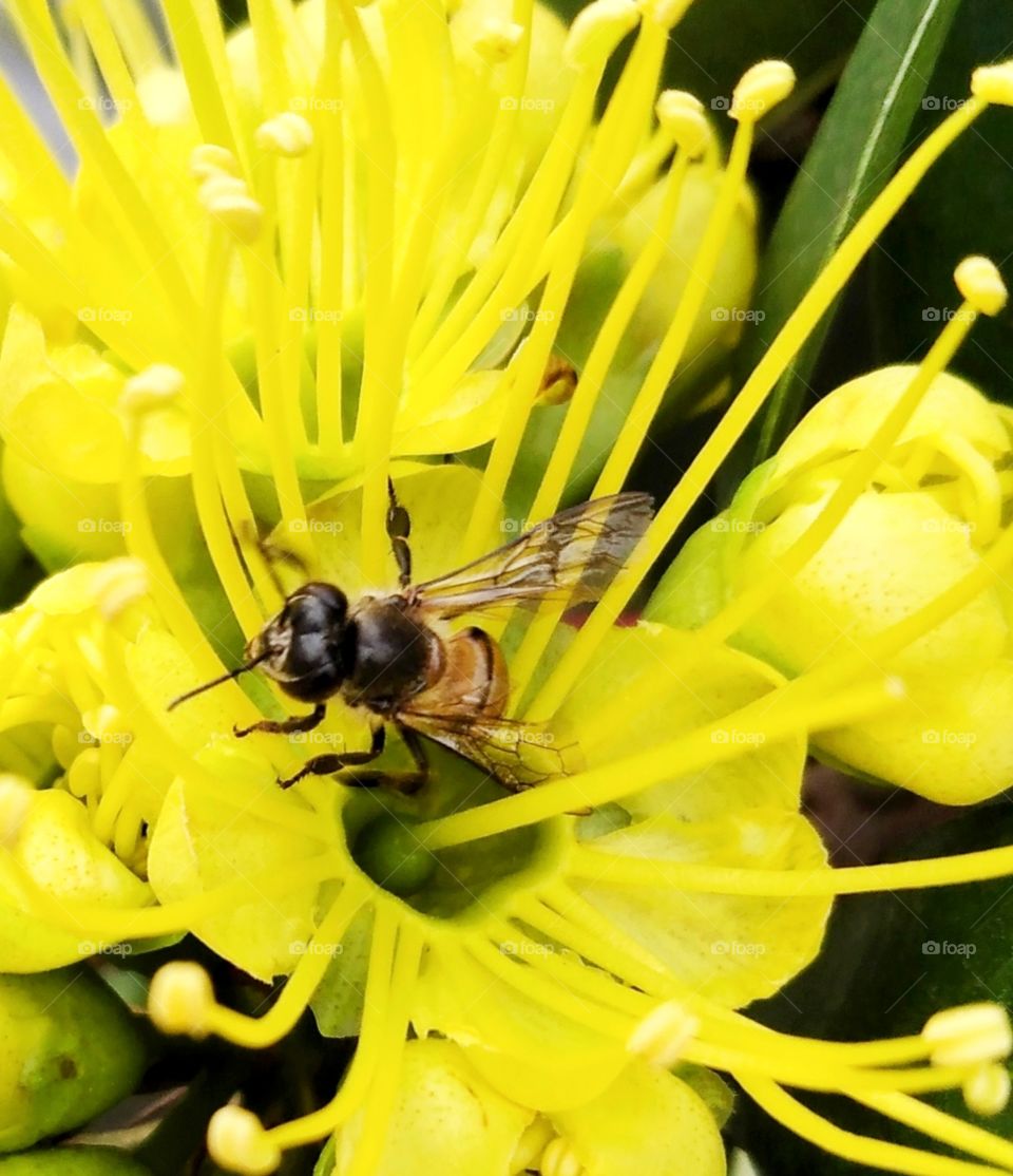 Bee loves flowers.