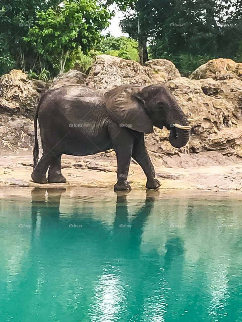 elephant drinking water outdoors
