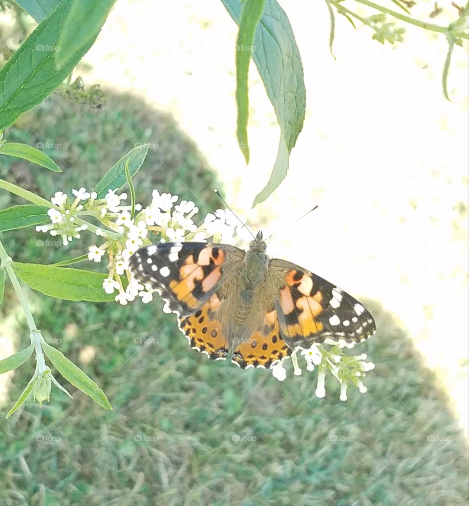 butterfly at my mom's house