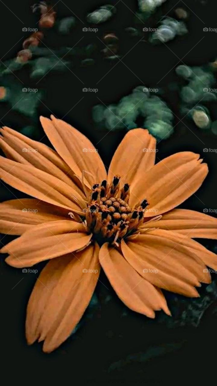 most beautiful and attractive flowers in the garden.