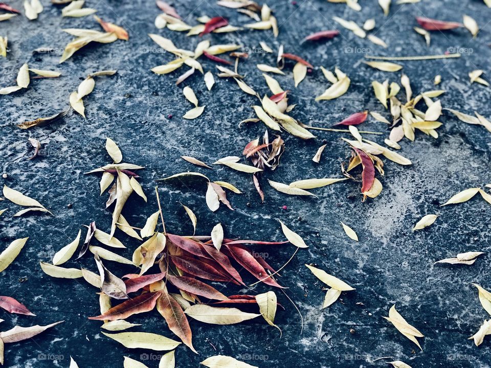 Colorful Leaves Everywhere 