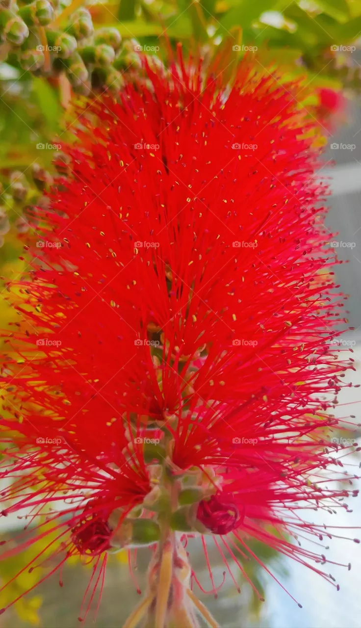 Red callistemun glaucus