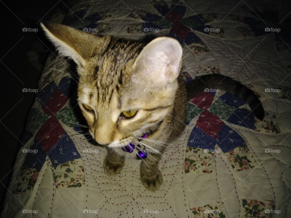 A lovely kitty Tixie