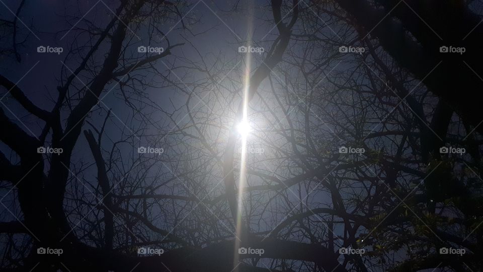 Sun vs Treetops