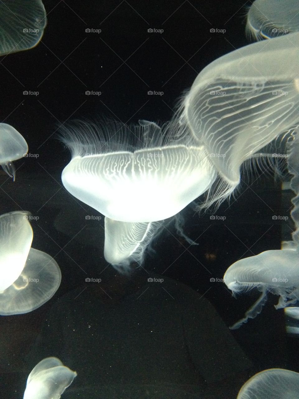 Jelly fish . Beautiful creatures 