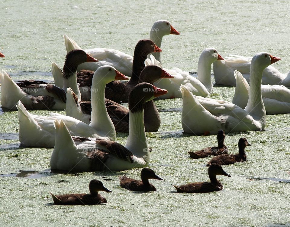 Ducks swimming in the pond