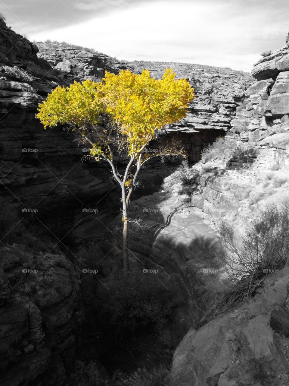 Color pop image revealing the brilliant golden autumn foliage of a tree rising up from the dark depths of the Grand Canyon in Arizona as seen along the Bright Angel Trail. 