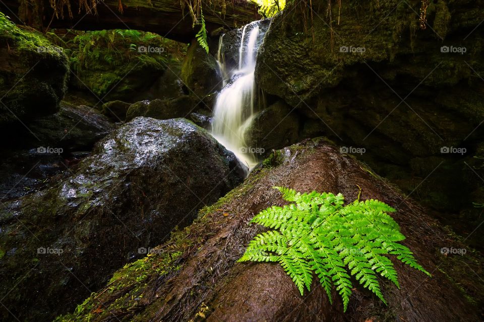 Trillium Falls