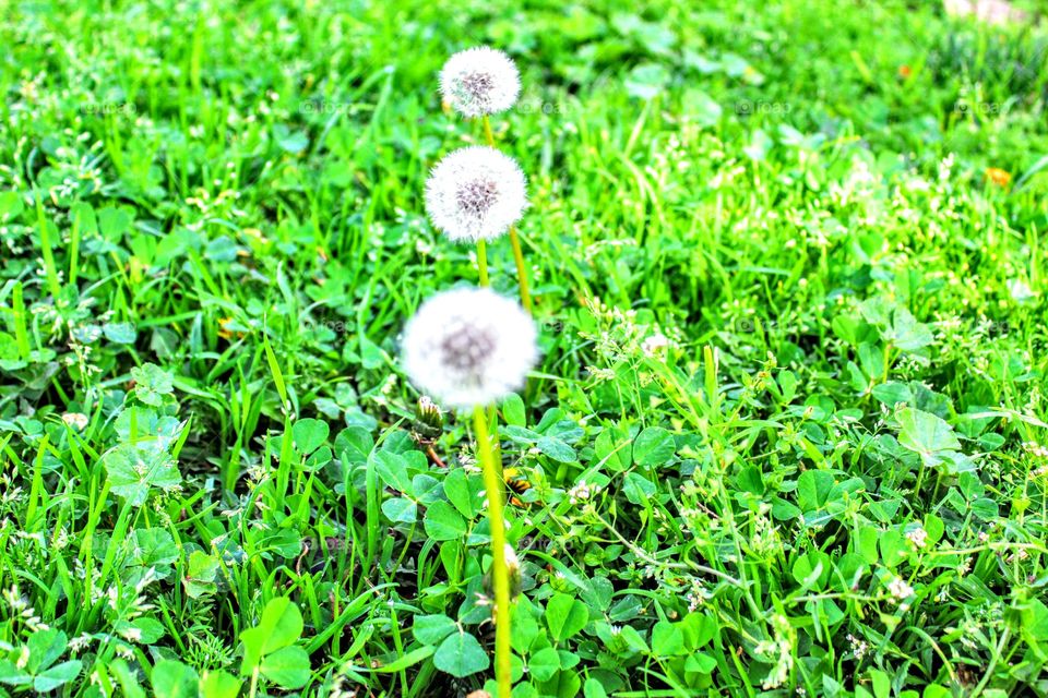 dandelions x 3