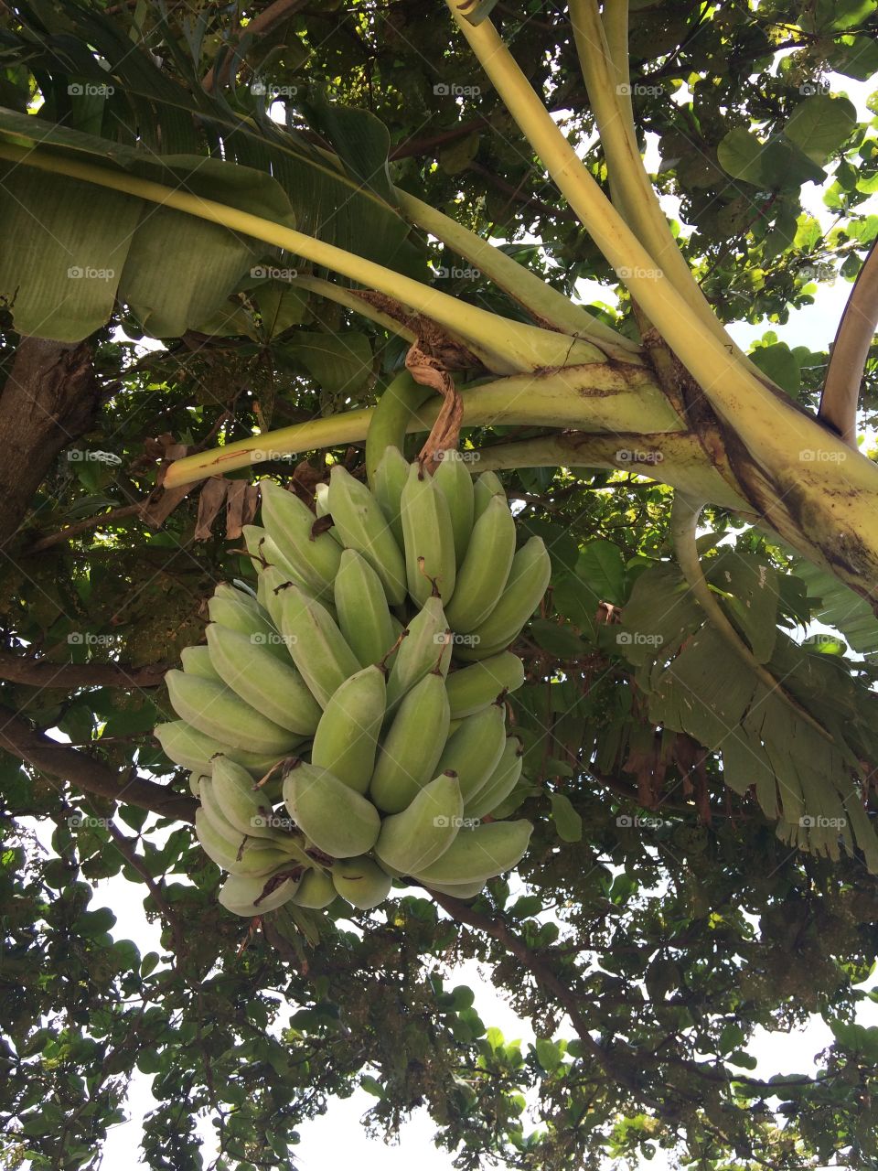 Banana on the tree. Have you seen bananas freshly growing on its tree?