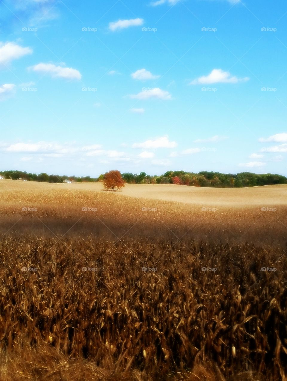 fall field