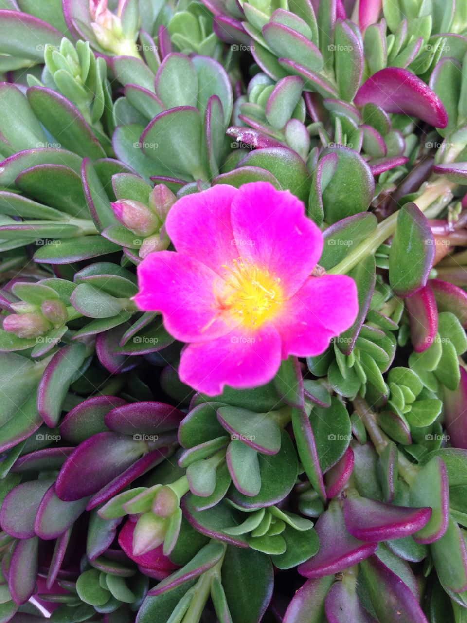 Pink Portulaca