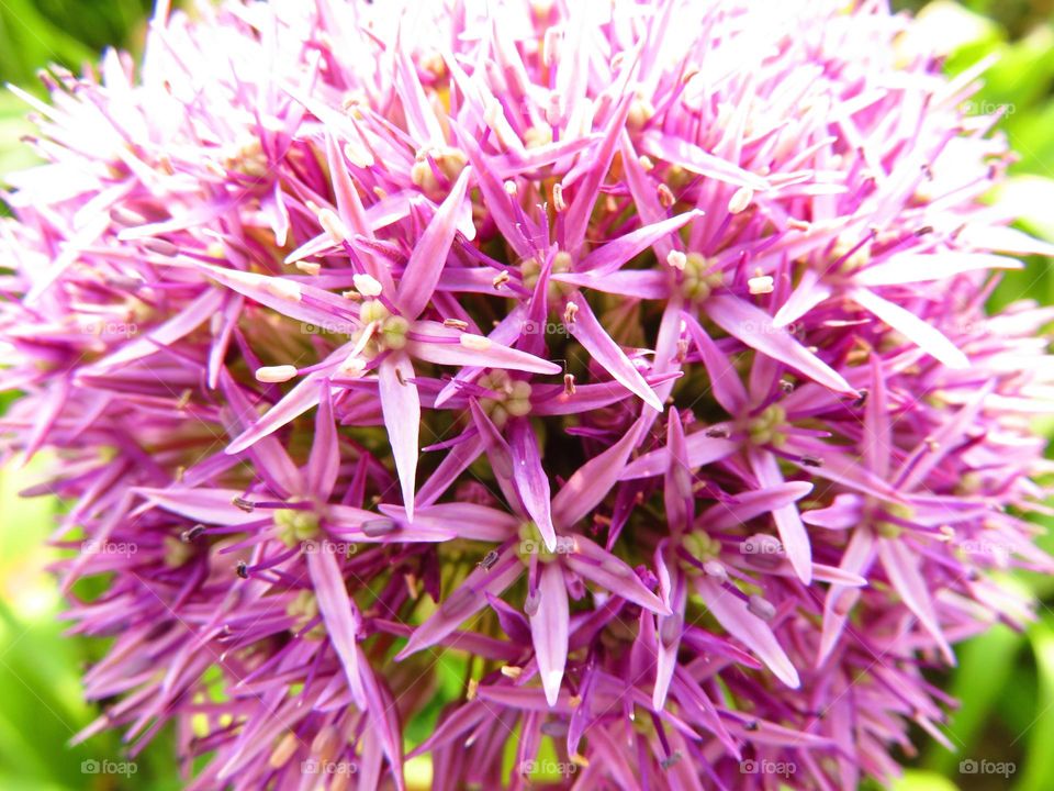 flower detail