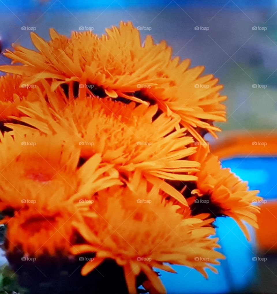 Orange gerbera flowers