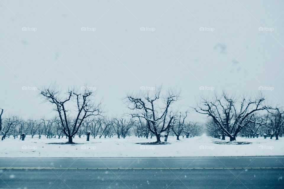 Winter, Snow, Tree, Landscape, Cold