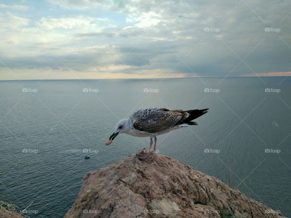 Seagull on a cliff above the sea