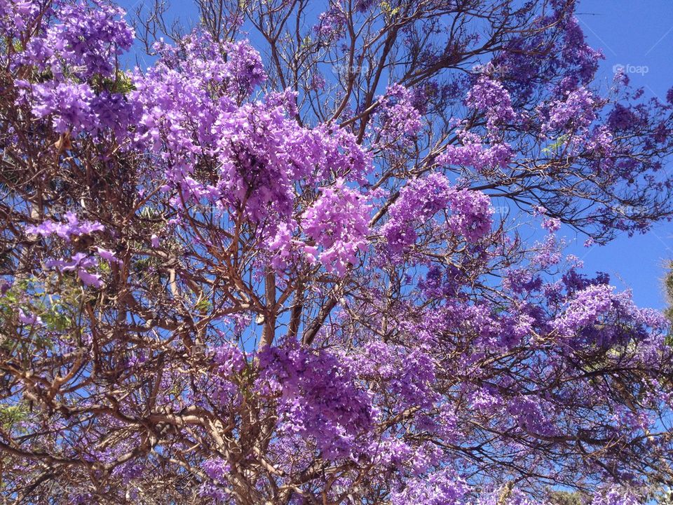 Jakaranda tree