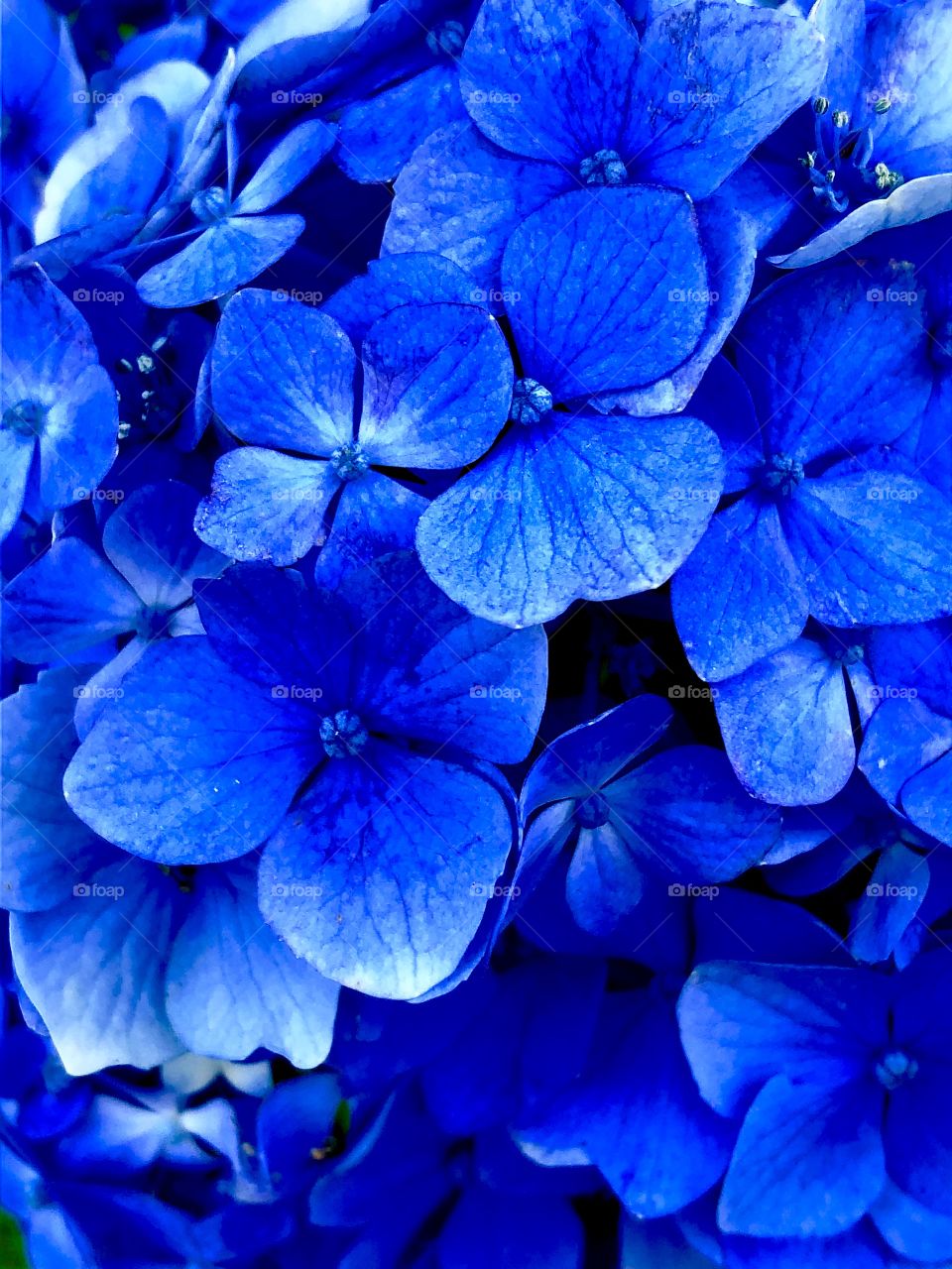 Blue beauty