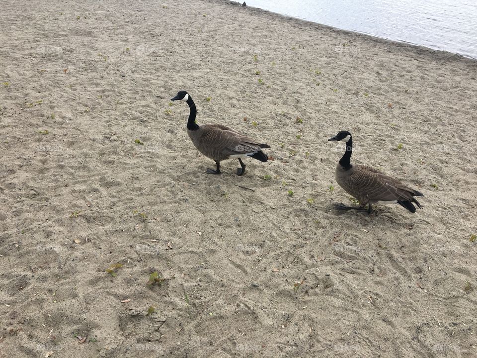 Geese 