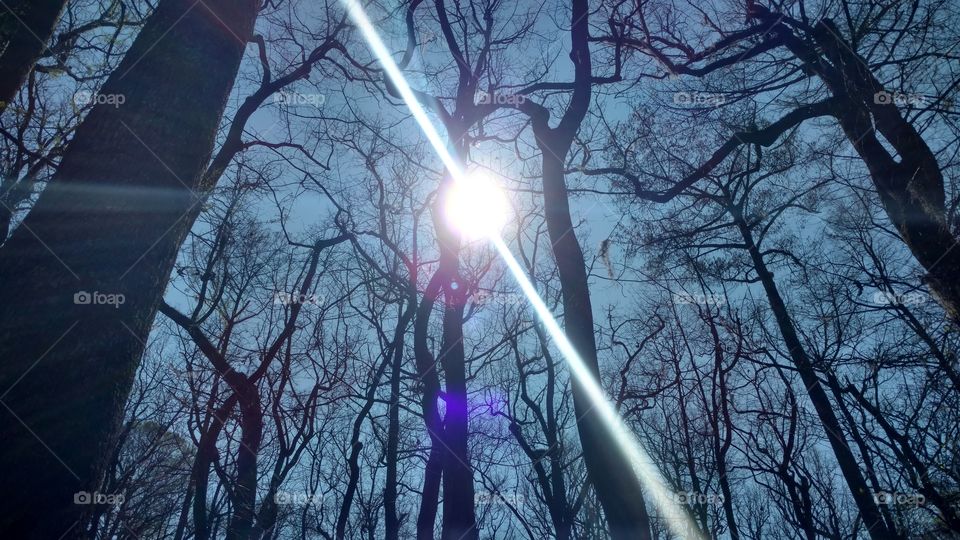 Tree, Winter, Nature, Park, Branch