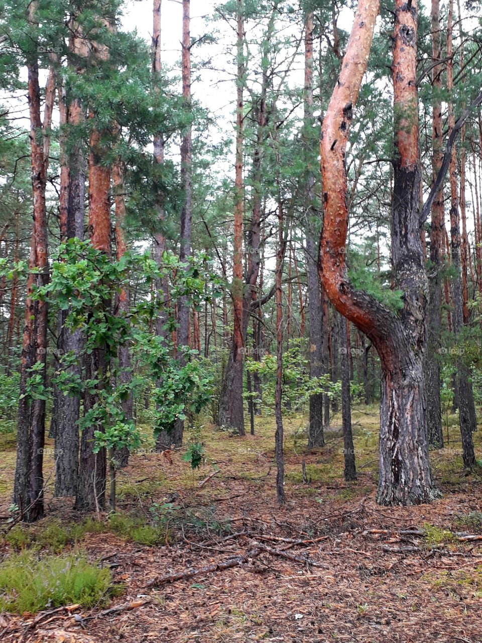 pine forest on a rainy day