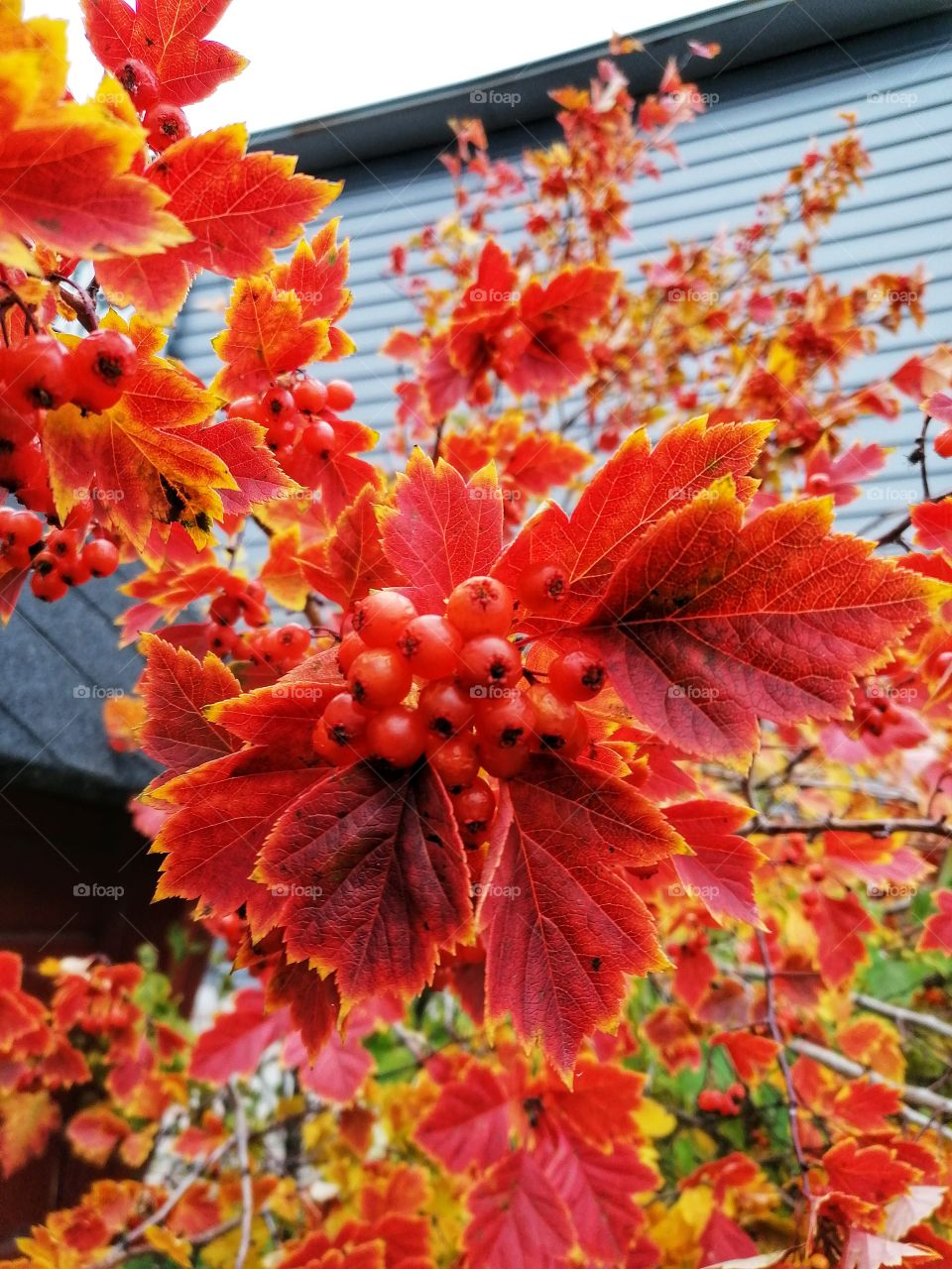 Hawthorn in a gorgeous red color in the fall!