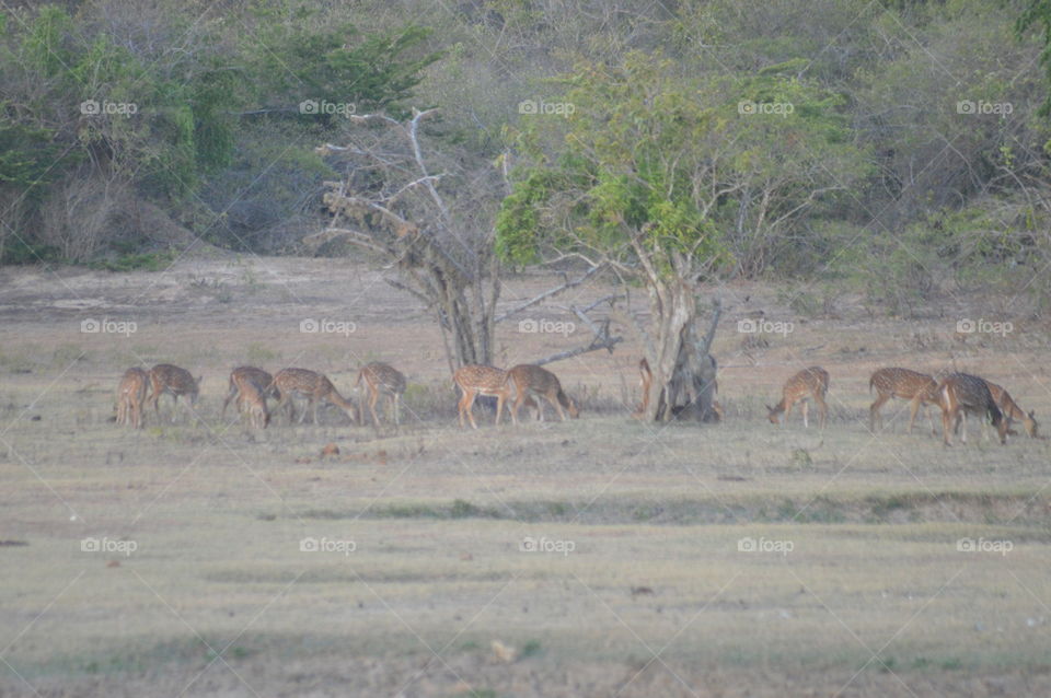 Yala national park 