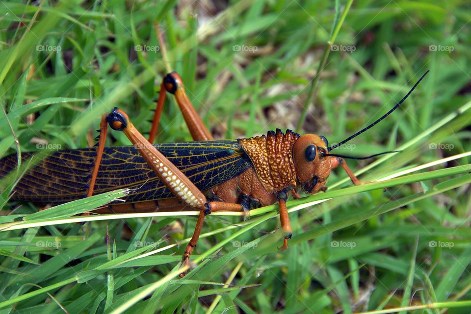 Grasshopper
