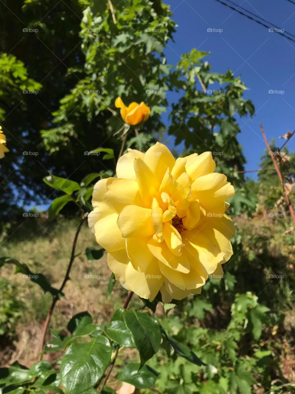 🌹🏵🌺🥀