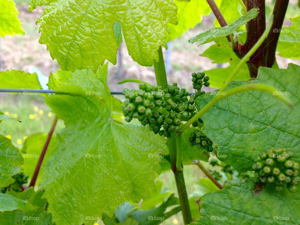 Grape vine unripe pollinated 