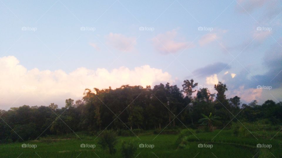 The view of the twilight on the edge of the rice fields