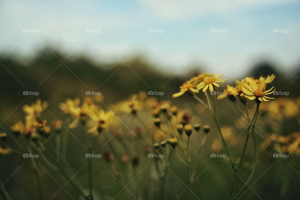 Yellow flower