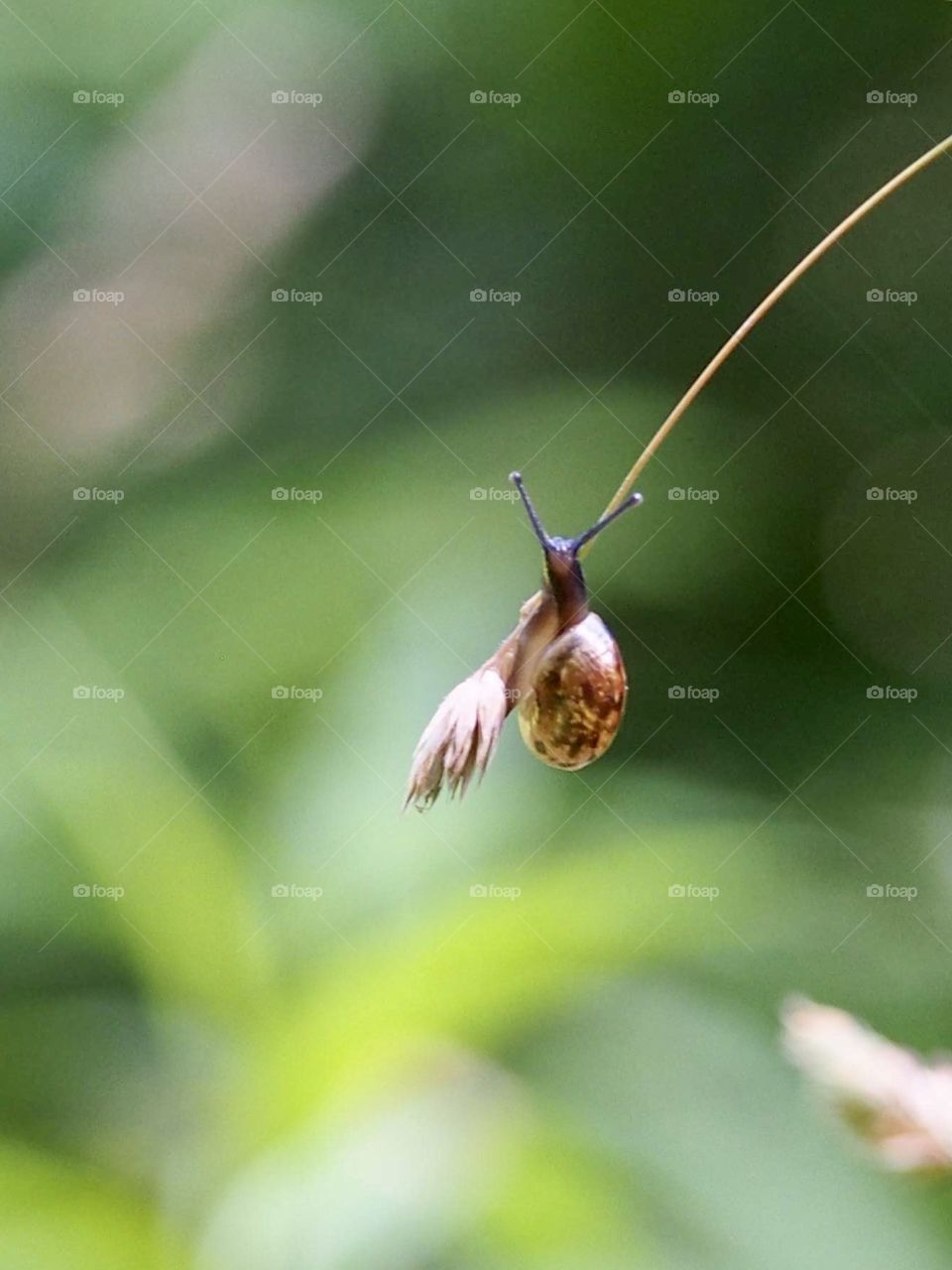 Snail on the grass