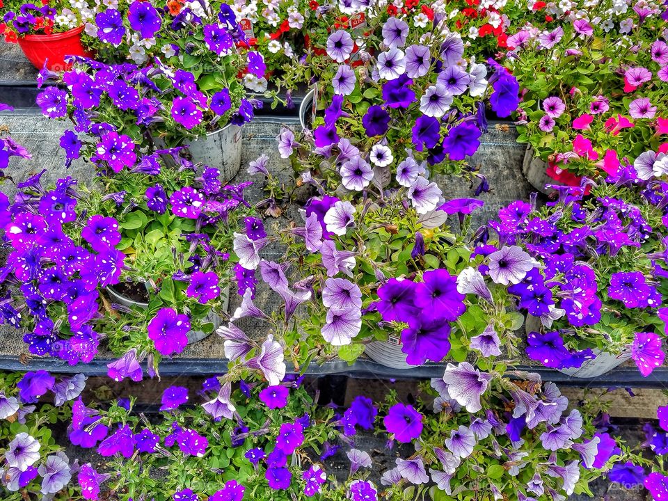 Petunias