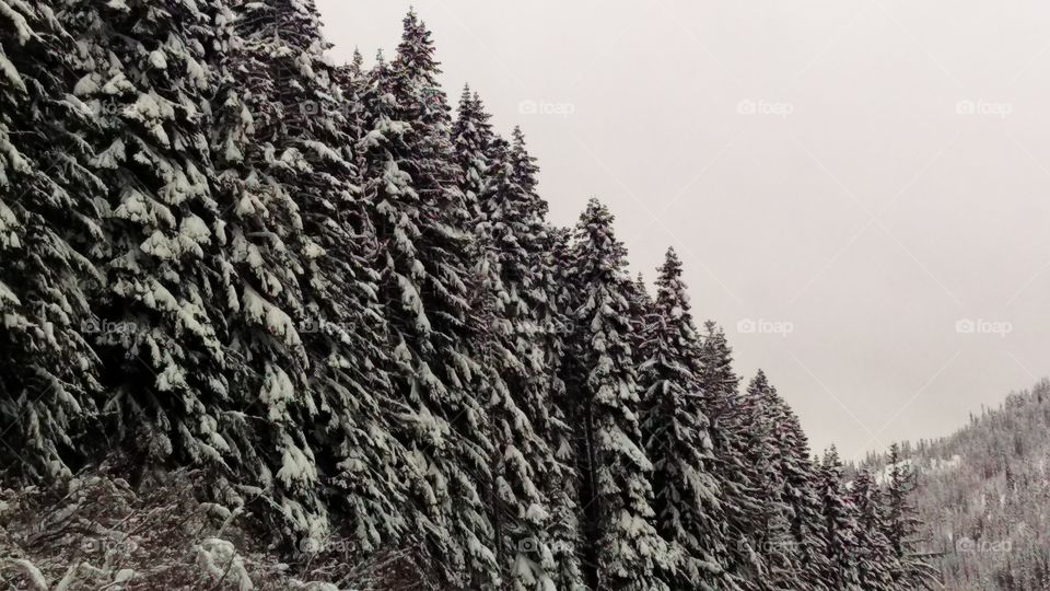 snow covered trees standing at attention