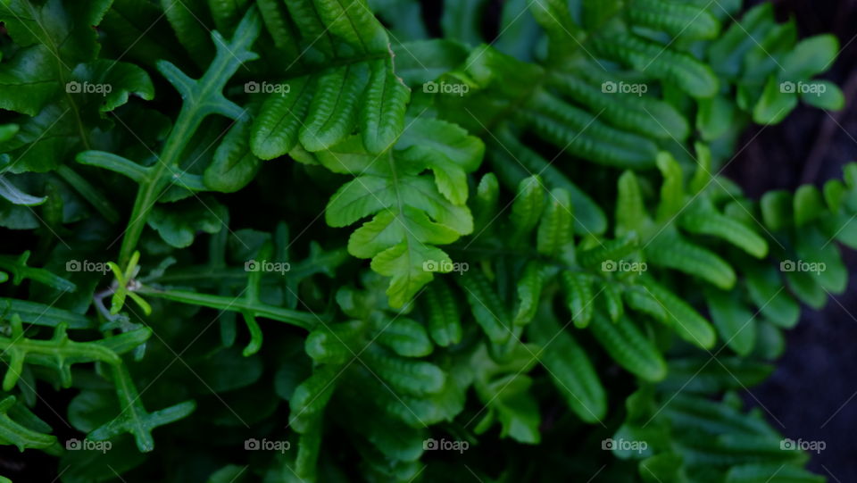 Green fronds