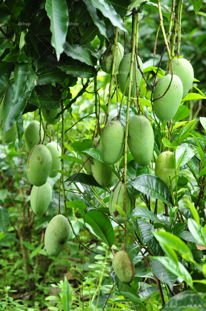 Sri Lankan Mango With Tea