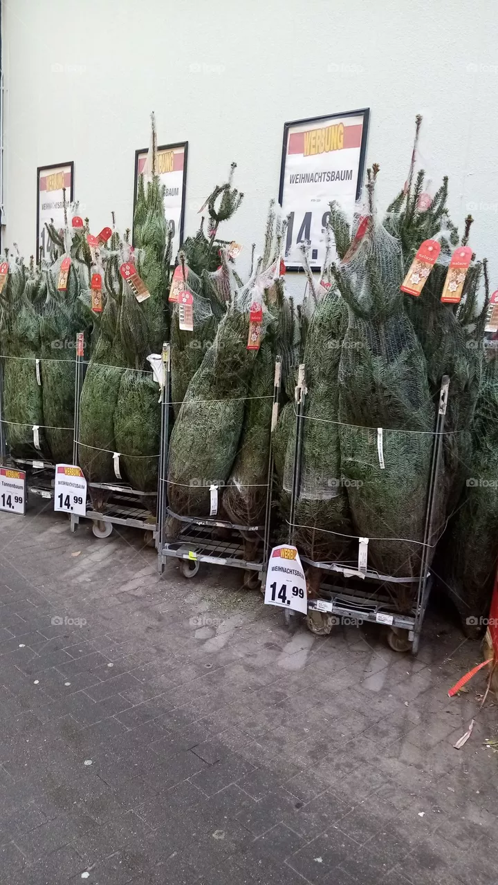 Tannenbaum