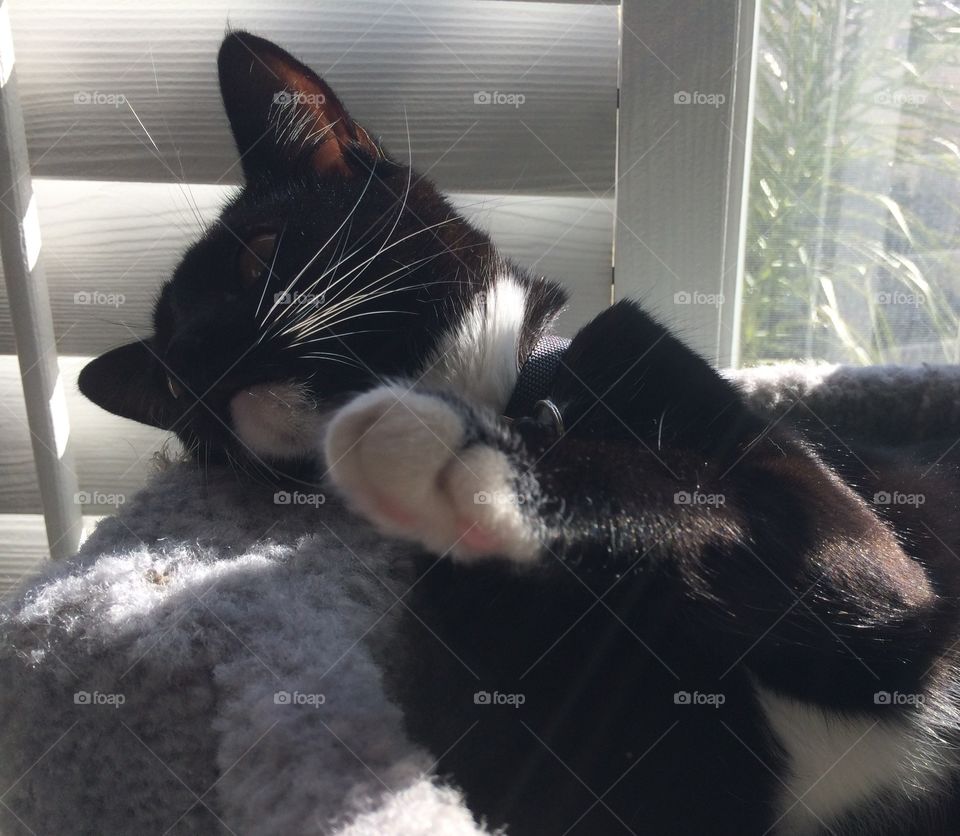 Zoe talking with a paw