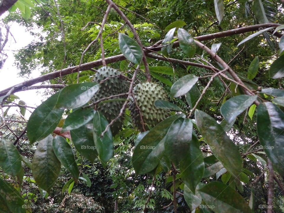 guanabana