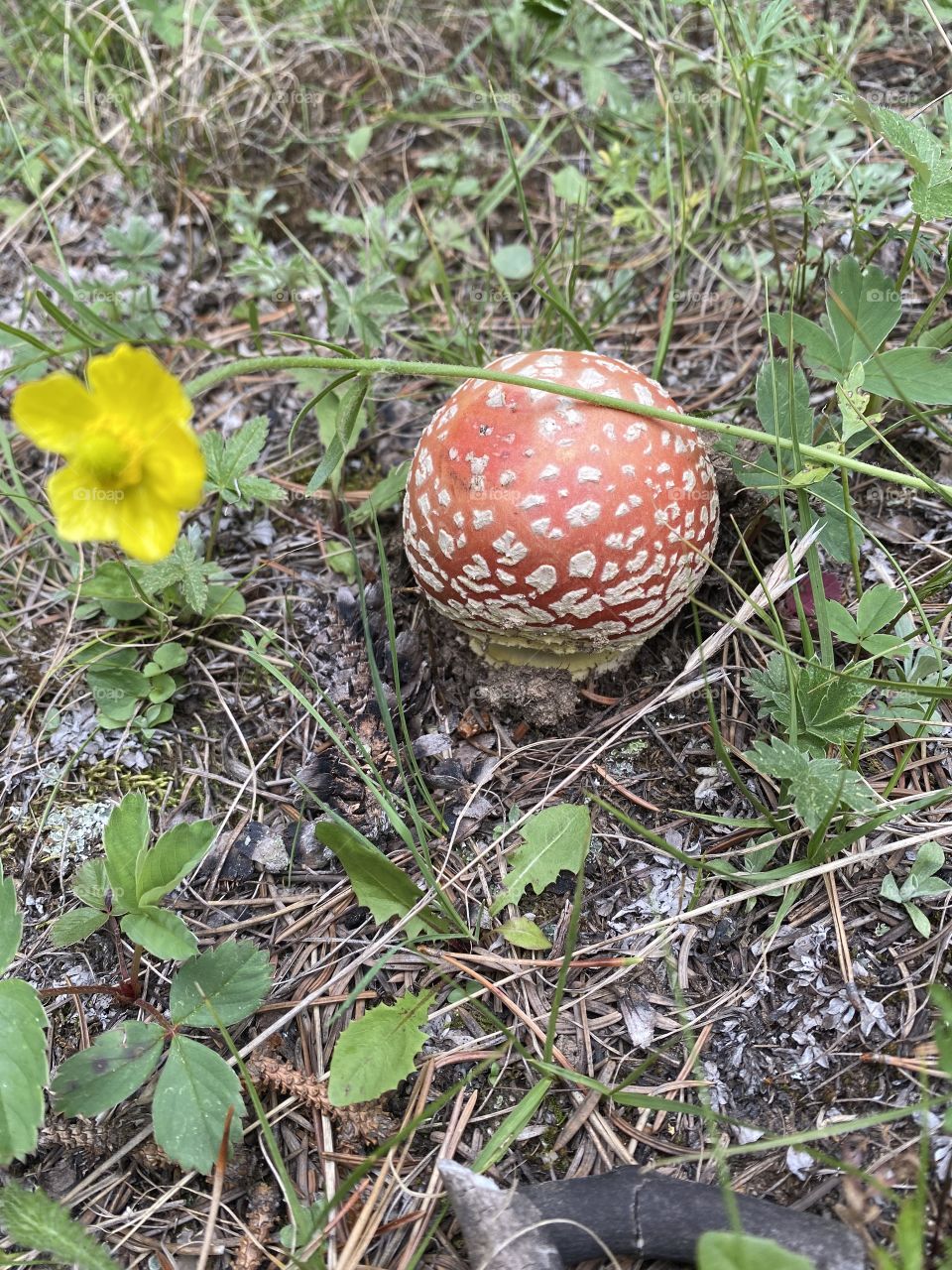 Mushroom