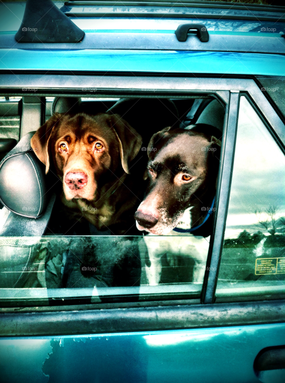 car pooches wi by doug414