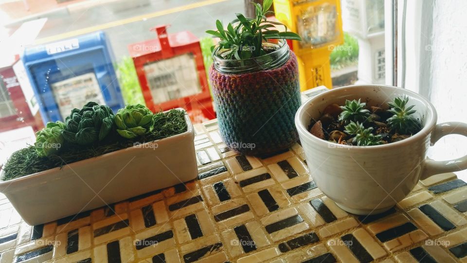 succulents on café counter, window