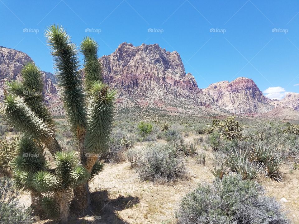 Cactus, Desert, Landscape, Yucca, Nature