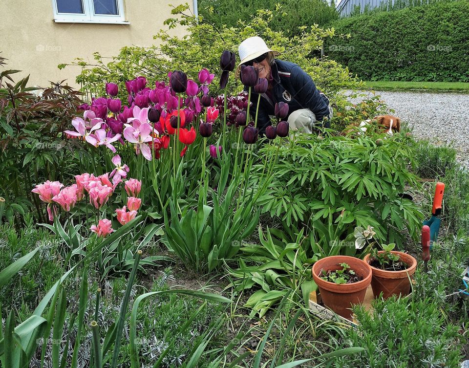 My mum behind the tulips