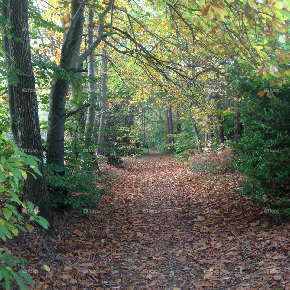 Forest pathway