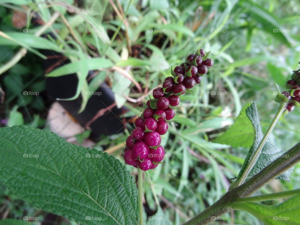 Lantana trifolia 